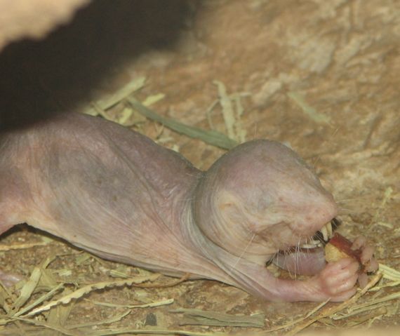 Image:Naked Mole Rat Eating.jpg