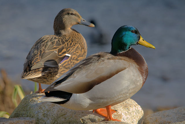 Image:Ducks in plymouth, massachusetts.jpg