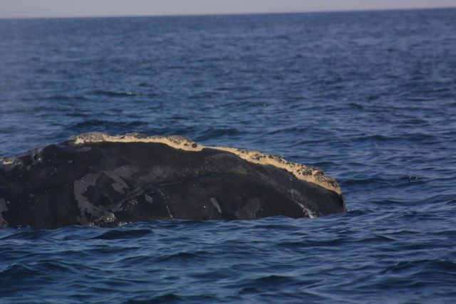 Image:Eubalaena glacialis smiling.jpg