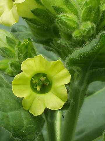 Image:Native American tobacco flower.jpg