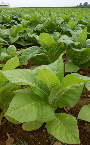 Image:Nicotiana Tobacco Plants 1909px.jpg