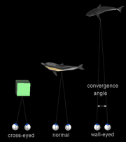 The two eyes converge to point to the same object.