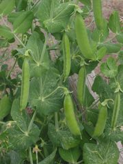 Pea plant