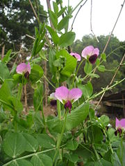 Pea flowers