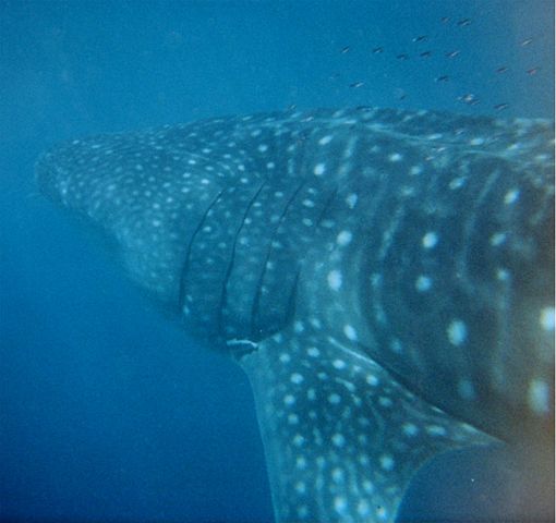 Image:Whale shark austalia.jpg