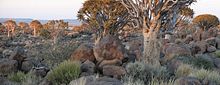 Quivertree forest.