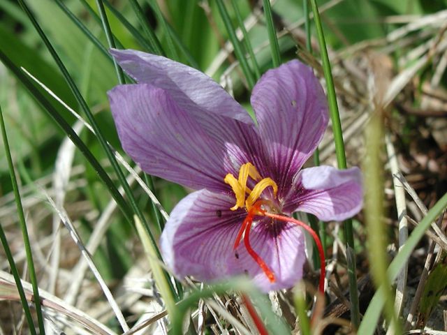 Image:Crocus sativus sahuran.jpg
