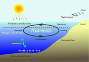 Nutrient cycle in the oceans