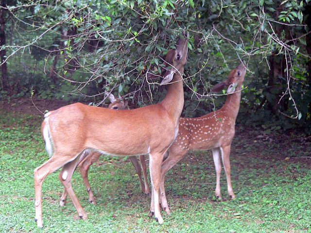 Image:Deer.jpg