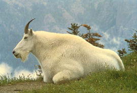 The Mountain Goat is the official symbol of Glacier National Park.