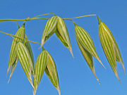 Closeup of oat flowers