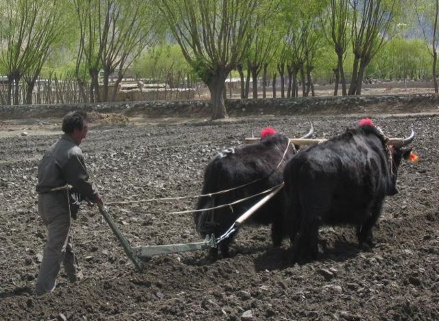 Image:Yaks still provide the best way to plow fields in Tibet.jpg