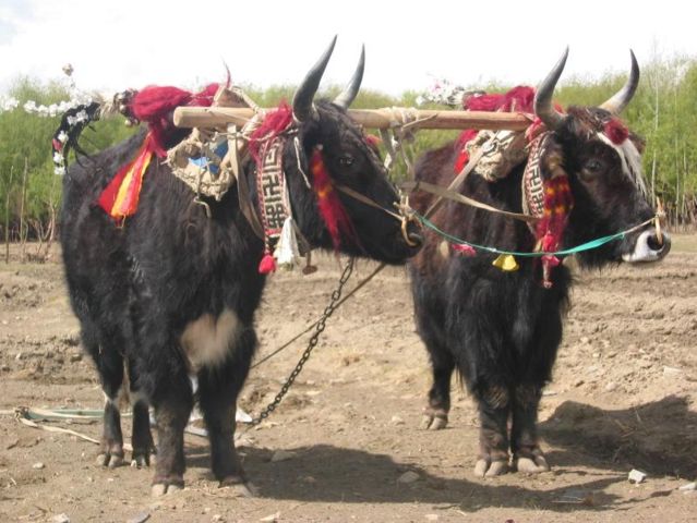 Image:In Tibet, yaks are decorated and honored by the families they are part of.jpg