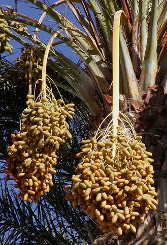 Image:Dates on date palm.jpg