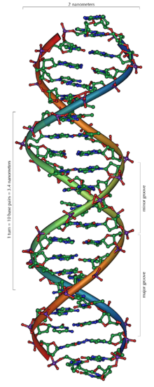 The structure of part of a DNA double helix