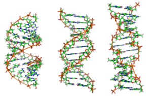 From left to right, the structures of A, B and Z DNA