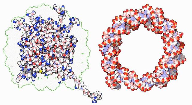 Image:Nucleosome (opposites attracts).JPG