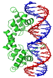 The lambda repressor helix-turn-helix transcription factor bound to its DNA target