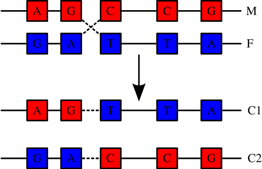 Image:Chromosomal Recombination.svg