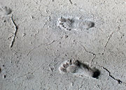 6000 year old human footprints preserved in volcanic mud near the lake in Managua, Nicaragua.