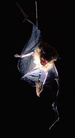 Image:Bat-capture-moth1nov2000 hi.jpg