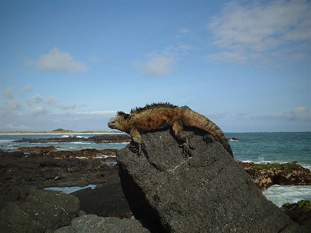 Image:Galapagos iguana1.jpg