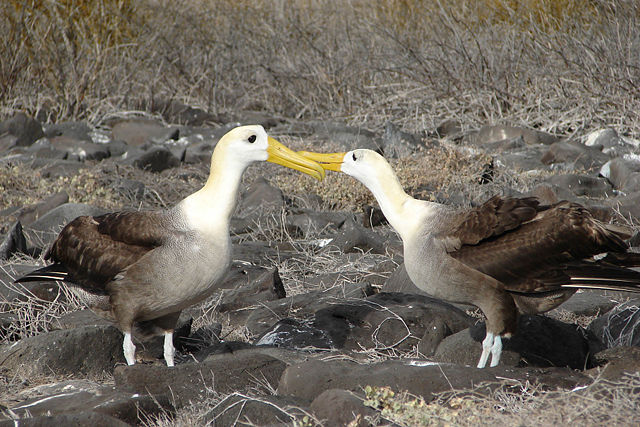 Image:Waved albatross courtship.jpg