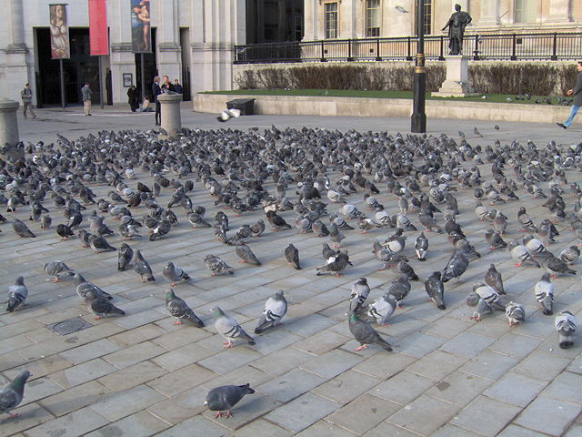 Image:PigeonsVermin.jpg