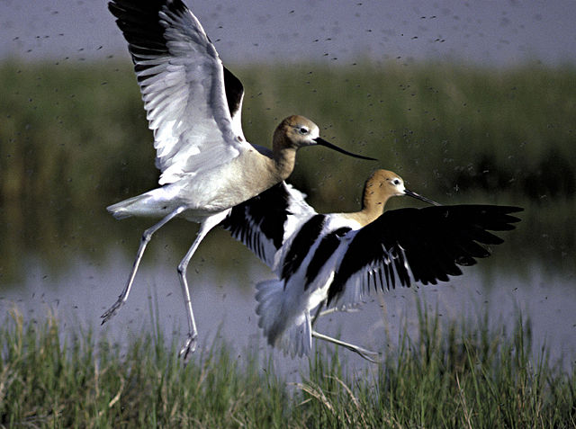 Image:American Avocet.jpg