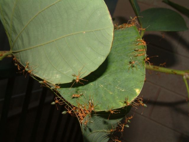 Image:Green ants.jpg