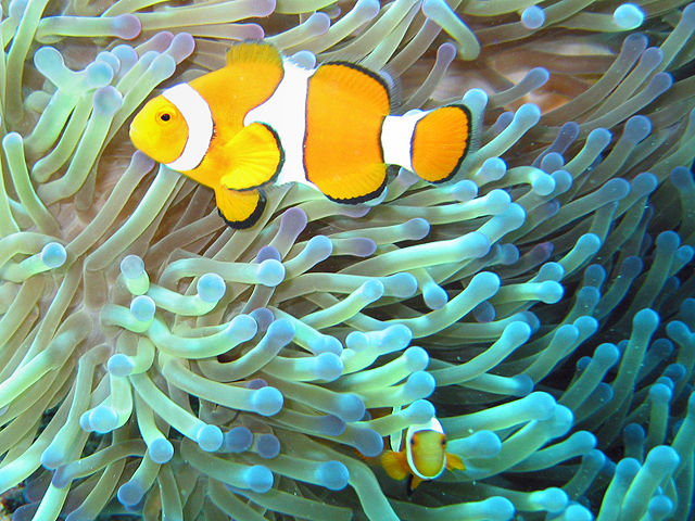 Image:Common clownfish.jpg