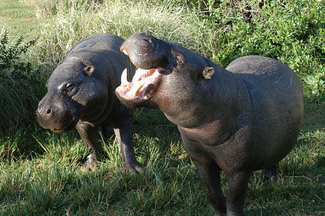 Image:Pygmy hippopotamus pair.jpg