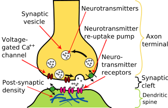 Illustration of the major elements in a prototypical synapse. Synapses allow nerve cells to communicate with one another through axons and dendrites, converting electrical impulses into chemical signals.