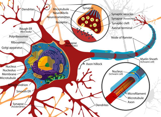 Image:Complete neuron cell diagram en.svg