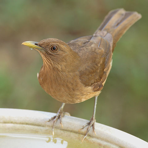 Image:Turdus-grayi-001.jpg