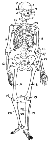 Image:Human skeleton diagram.png