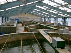 Tanks in a shrimp hatchery.