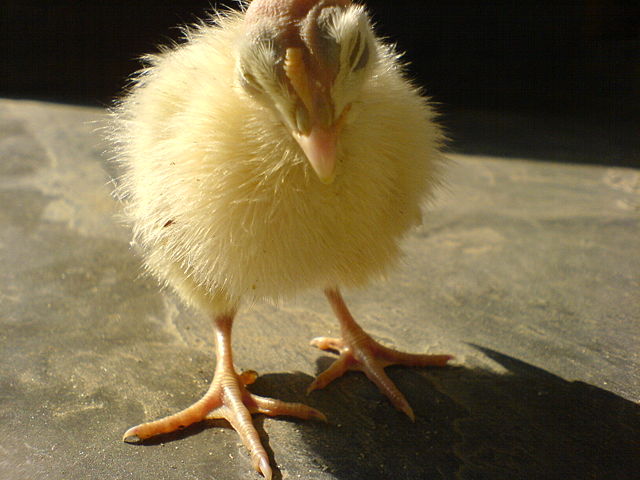 Image:Turkey chick.JPG