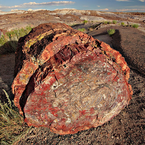 Image:Petrified forest log 2 md.jpg