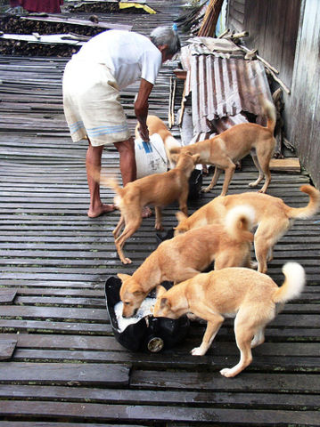 Image:Borneo dogs feeding.jpg
