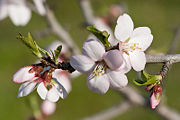 Flowering almond tree