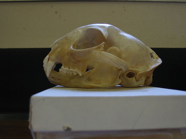 Image:Bobcat skull Pengo.jpg