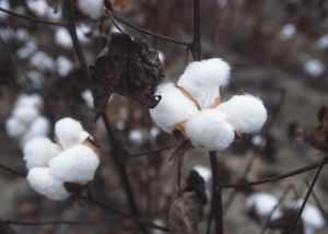 Cotton ready for harvest