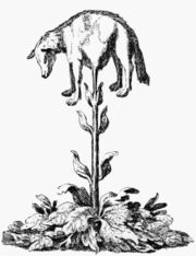 The Vegetable Lamb of Tartary