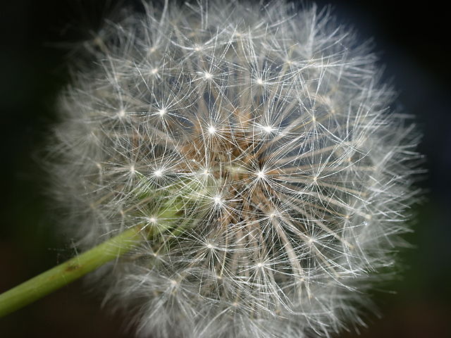 Image:Taraxacum seed 1.jpg