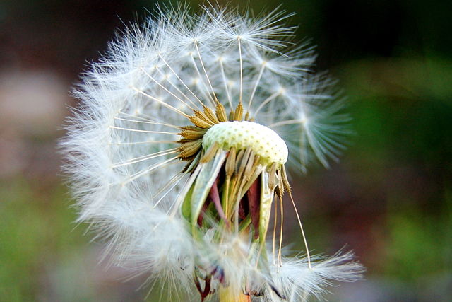 Image:HalfSeeded-Dandelion.jpg