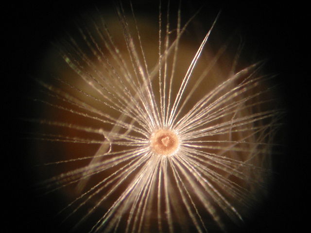 Image:Dandelion Microscopic 2.jpg