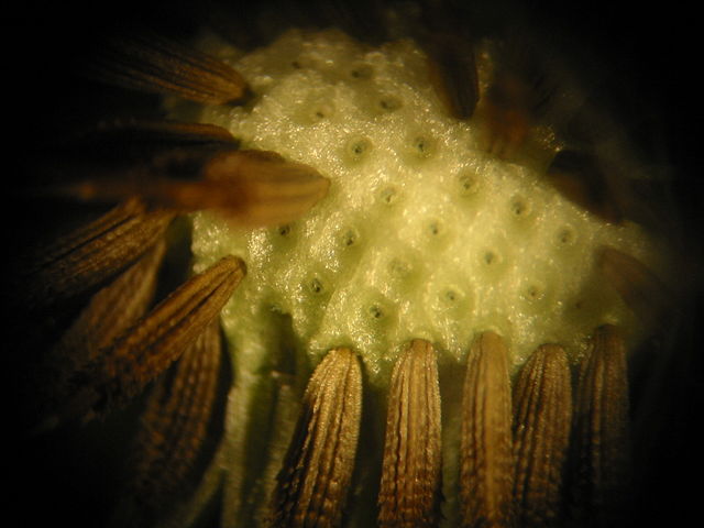 Image:Dandelion Microscopic 1.jpg
