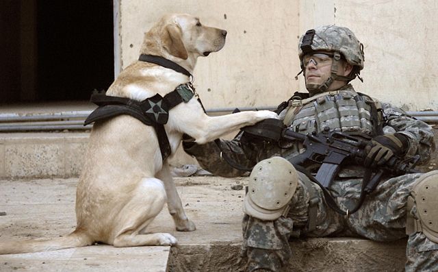 Image:Iraq dog.jpg