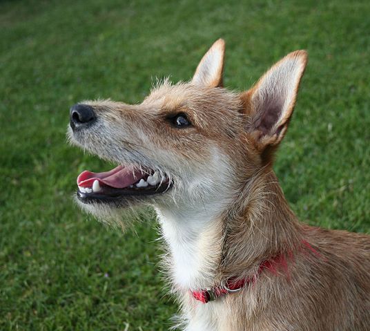 Image:Terrier mixed-breed dog.jpg